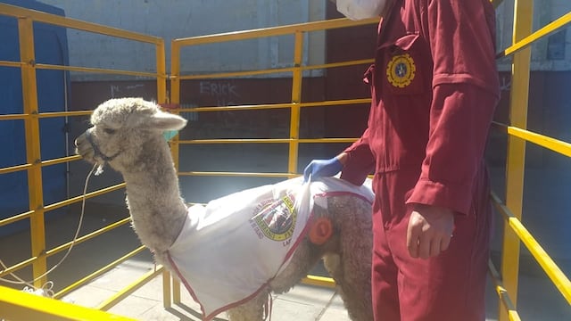Lucho, la alpaca que es parte de una investigación para mejorar la alimentación del ganado afectado por sequías (FOTOS  - VIDEO)