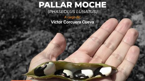 El cultivo del Pallar Moche: Un taller imperdible