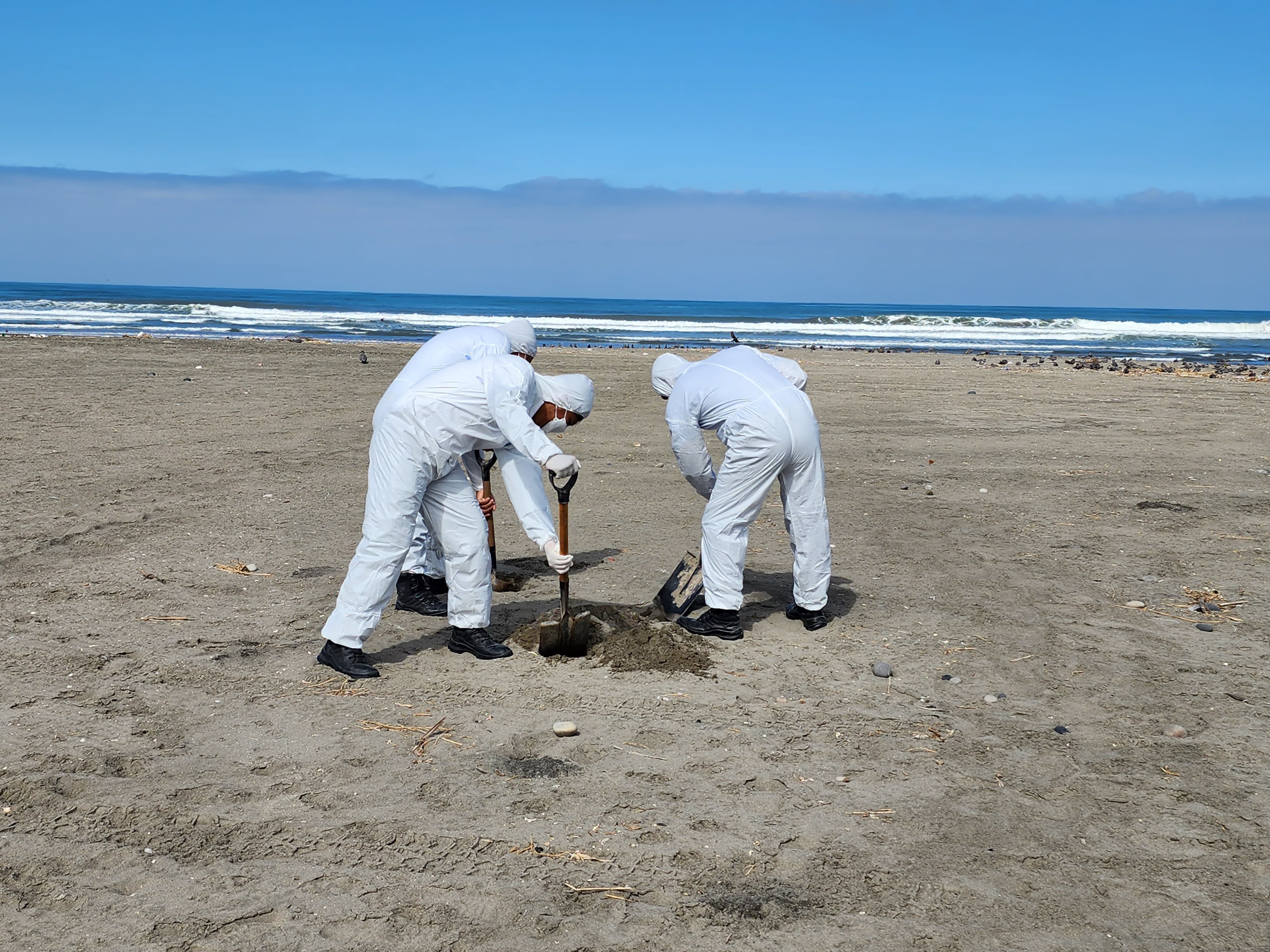 Brigadistas hacen huecos para enterrar los animales muertos por gripe aviar| Foto: COER