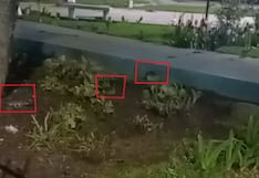 Denuncian invasión de ratas en parque de Cayma y cuestionan la inacción de la Municipalidad (VIDEO)