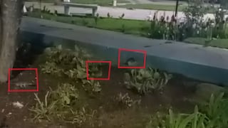 Denuncian invasión de ratas en parque de Cayma y cuestionan la inacción de la Municipalidad (VIDEO)