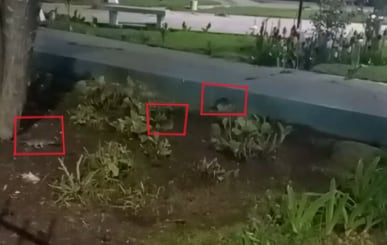 Denuncian invasión de ratas en parque Sevilla de Cayma y cuestionan la inacción de la Municipalidad