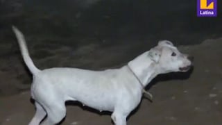Perro ataca a seis personas y deja graves lesiones en niños en Ventanilla: “Desaparezcan a ese animal”