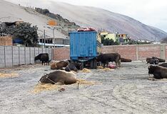 Protesta de mineros artesanales: Camioneros reportan la muerte de cuatro toros
