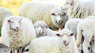 Se cae el precio de la lana de ovino a S/. 2