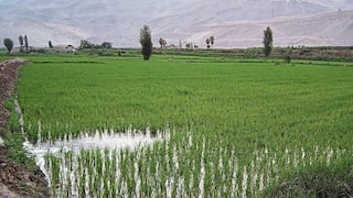 Fenómeno El Niño en Arequipa: El 30% de producción de arroz sería afectada por sequía 