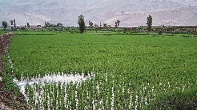 Fenómeno El Niño en Arequipa: El 30% de producción de arroz sería afectada por sequía 