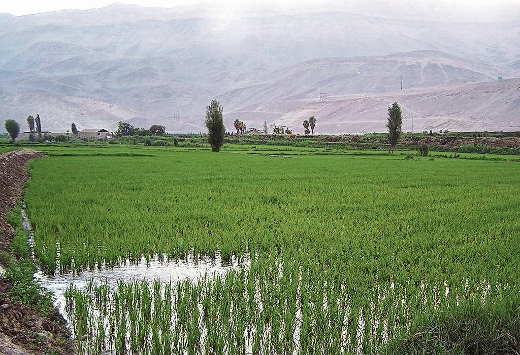 El cultivo de arroz podría ser afectado por sequía del Fenómeno El Niño Global. (Foto: GEC)
