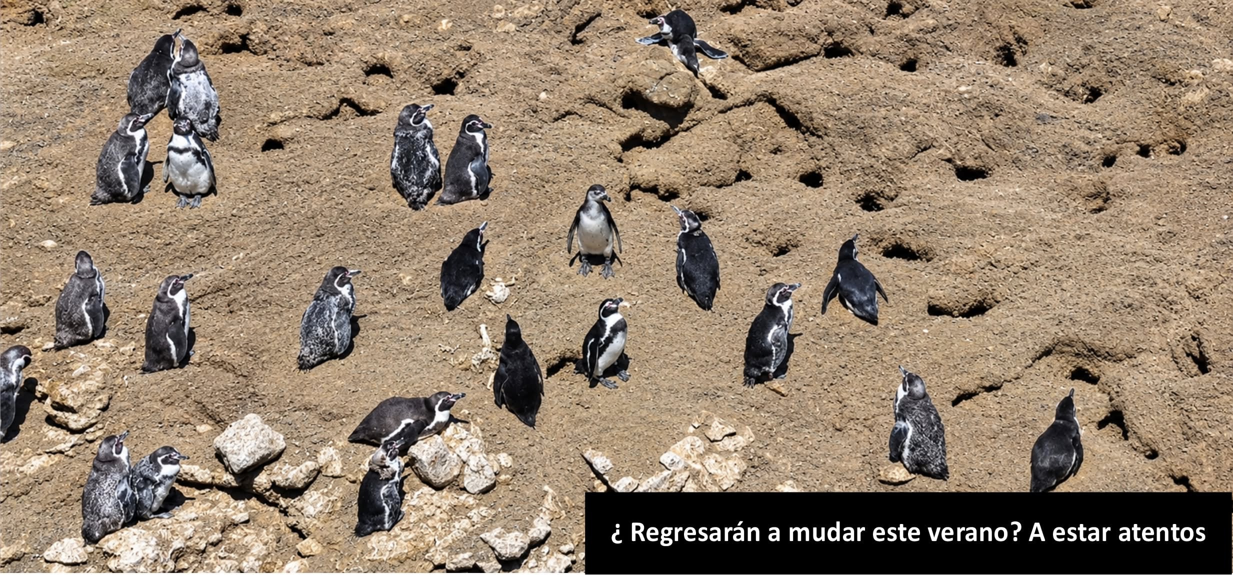 Pisco: pingüinos de Humboldt dejan sus nidos, huevos y polluelos tras efectos de los eventos climáticos