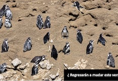 Pisco: pingüinos de Humboldt dejan sus nidos, huevos y polluelos tras efectos de los eventos climáticos