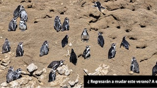Pisco: pingüinos de Humboldt dejan sus nidos, huevos y polluelos tras efectos de los eventos climáticos
