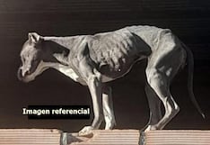 Sentencia por crueldad animal en Ica: tenía a pitbull en el abandono y en ambiente insalubre