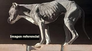 Sentencia por crueldad animal en Ica: tenía a pitbull en el abandono y en ambiente insalubre