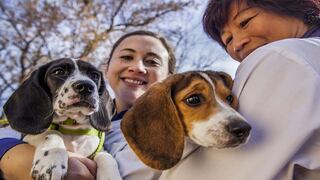 Nacen los primeros cachorros de perro por fertilización in vitro