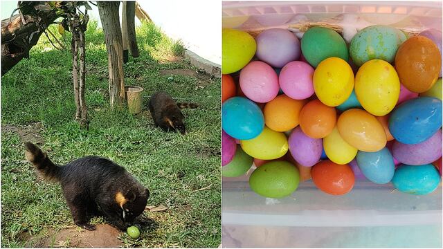 Animales del Parque de las Leyendas celebraron la Fiesta de Pascua (FOTOS)