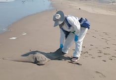 Retiran aves y lobos marinos muertos de la playa La Punta en Camaná