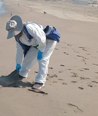 Retiran aves y lobos marinos muertos de la playa La Punta en Camaná (Municipalidad Samuel Pastor)