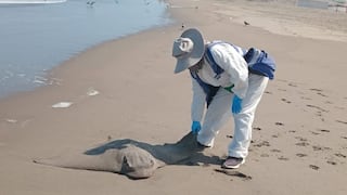 Retiran aves y lobos marinos muertos de la playa La Punta en Camaná