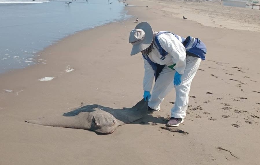 Retiran aves y lobos marinos muertos de la playa La Punta en Camaná (Municipalidad Samuel Pastor)