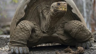 Hallan especie de tortuga considerada extinta hace 150 años (FOTOS)