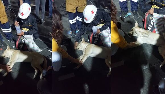 Perrito es auxiliado por un protestante. (Foto: composición EC)