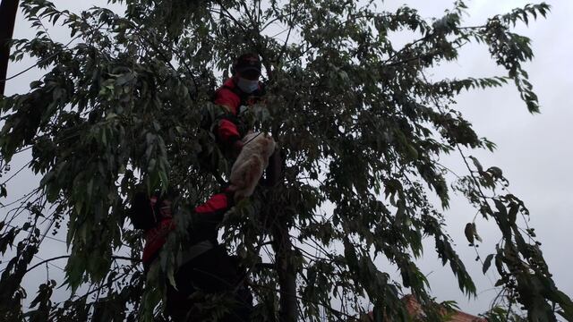 Serenos rescatan a gato que subió a un árbol escapando de ataque de perros (VIDEO)