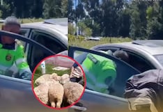 Cae banda de abigeos tras persecución en Jauja