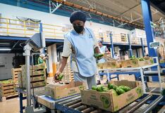 El agro en Ica: más de 95 mil personas impulsan el motor económico de la región