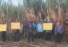 Cañicultores contra el tiempo para salvar sus cosechas en Lambayeque