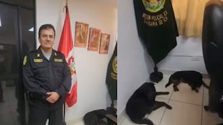 Comisaría de Ica brindó refugio temporal para dos perritos abandonados