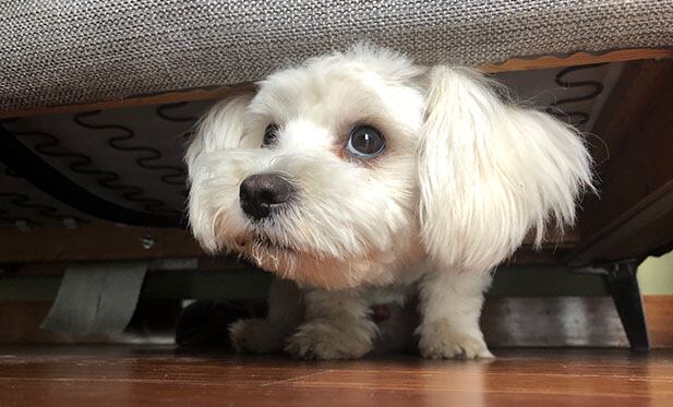 Lo primero que hace un animal asustado es buscar refugio. Para las mascotas es una tarea relativamente sencilla, pero para los perros callejeros es casi misión imposible. (Foto: Andrea Carrión)