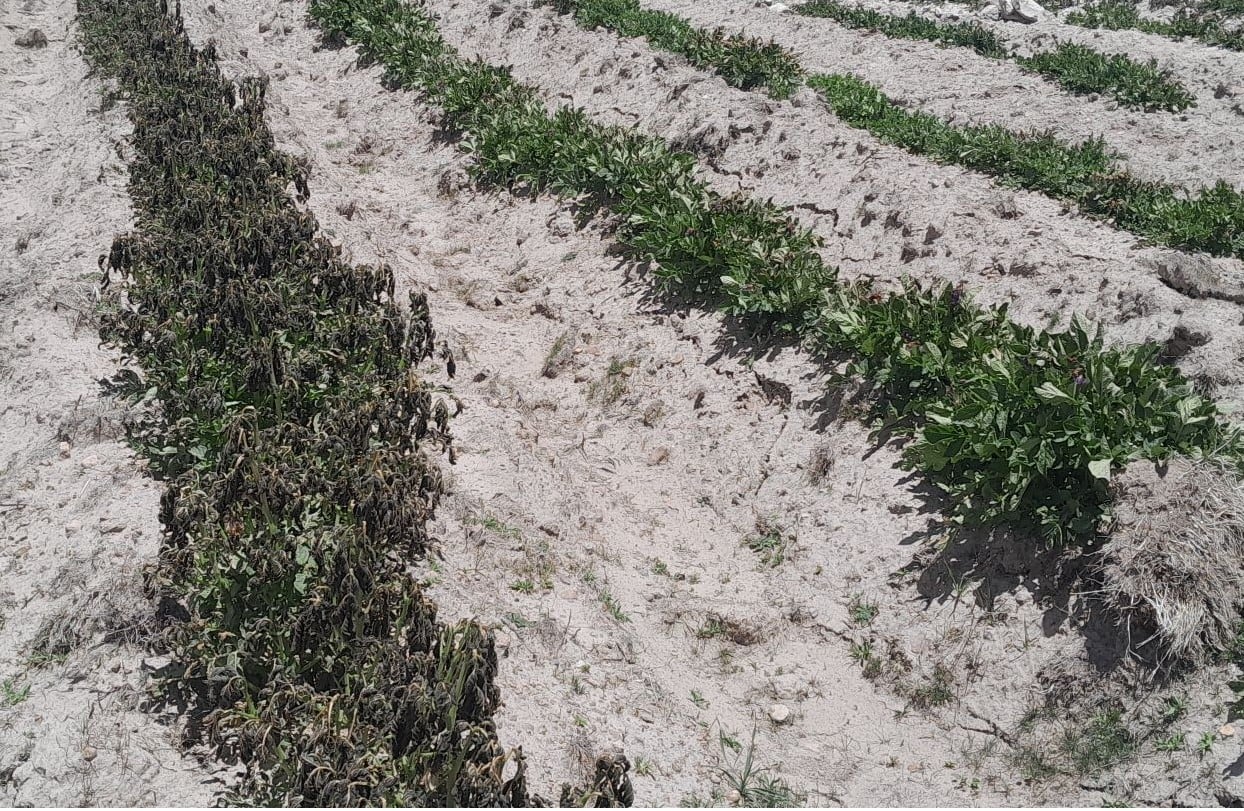 Pobladores de Tuti pierden cultivos de papa a causa de heladas (Foto: GEC)