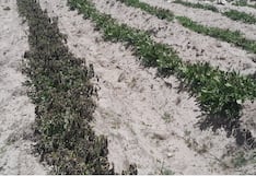 Heladas y lluvias dañan cultivos y ganadería en Tuti, pierden 500 hectáreas de papa