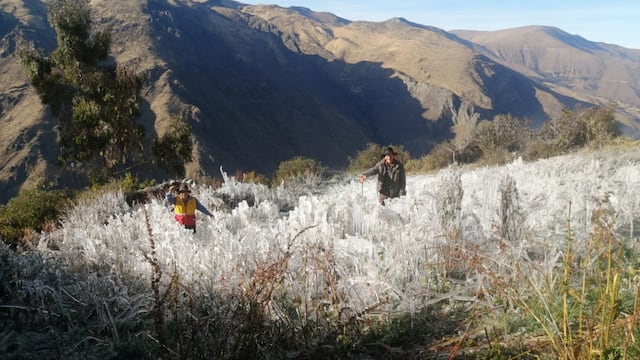Más de 140 hectáreas de cultivos han sido dañadas por heladas en Áncash