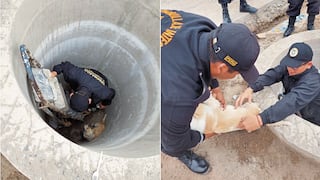 Tacna: Serenos rescatan a perro que cayó a buzón y lo bautizan como “Navidad”