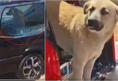 Nasca: conmovedora imagen de perro que acompaña a su dueño en carroza fúnebre