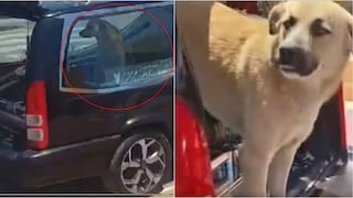 Nasca: conmovedora imagen de perro que acompaña a su dueño en carroza fúnebre