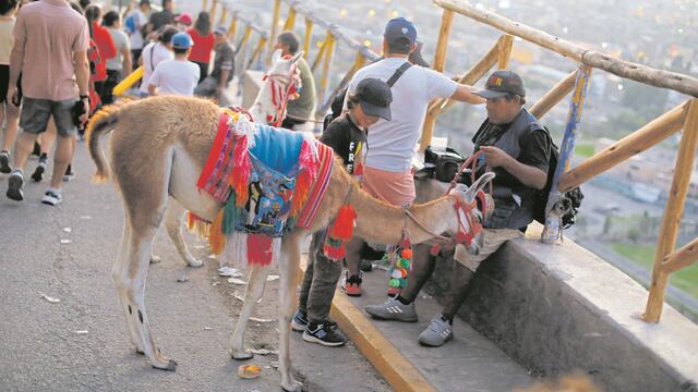 La foto de recuerdo siempre es obligatoria. Mejor aún si es al lado de una vicuña que no siempre se encuentra en el Rímac.