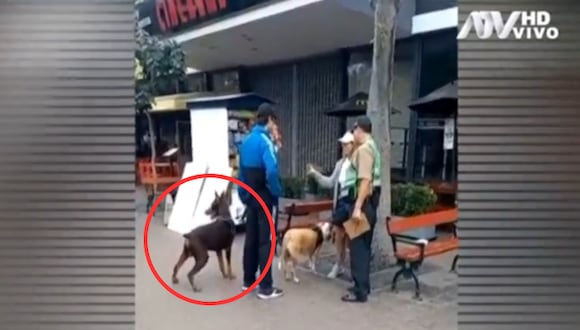 La Municipalidad de Miraflores exige que los perros "peligrosos" salgan con bozal. Foto: ATV Noticias