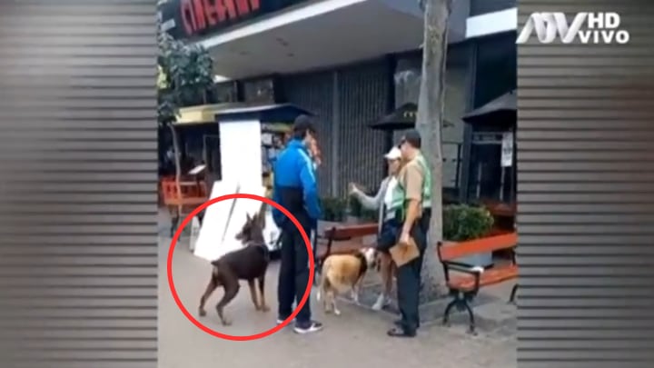 La Municipalidad de Miraflores exige que los perros "peligrosos" salgan con bozal. Foto: ATV Noticias