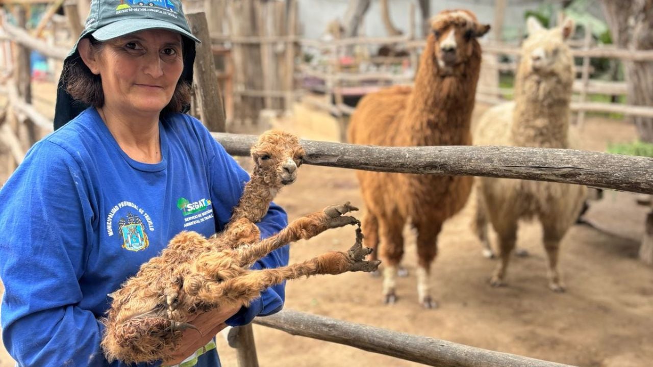 El animal se encuentra en buen estado de salud y está siendo monitoreado por veterinarios de la ONG Laurito Saving.