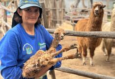Nace una cría de alpaca en el Jardín Botánico de Trujillo