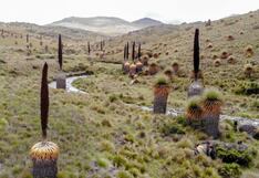 Gobierno Regional de La Libertad repotenciará el Santuario Nacional de Calipuy