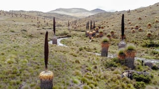 Gobierno Regional de La Libertad repotenciará el Santuario Nacional de Calipuy