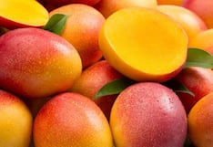 Piura: Producción de mango crece 55,8 % y supera las 535 mil toneladas en 2025