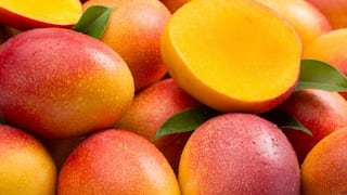 Piura: Producción de mango crece 55,8 % y supera las 535 mil toneladas en 2025