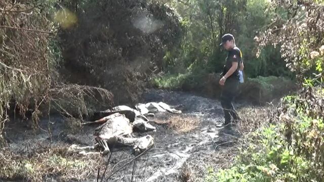 Nuevo Chimbote: Hallan tres burros muertos (VIDEO)