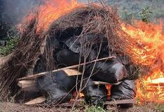 Huánuco: policía destruye seis parcelas y decomisa 47 costales de marihuana