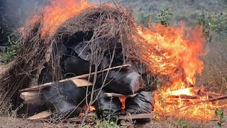 Huánuco: policía destruye seis parcelas y decomisa 47 costales de marihuana