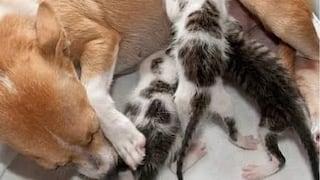 Perrita adopta camada de gatitos, tras ser separada de sus cachorros